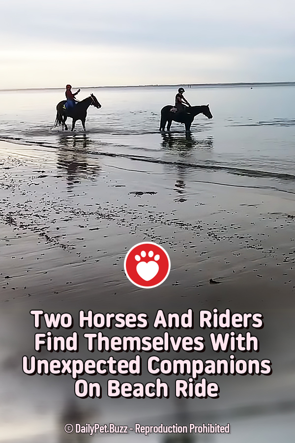 Two Horses And Riders Find Themselves With Unexpected Companions On Beach Ride