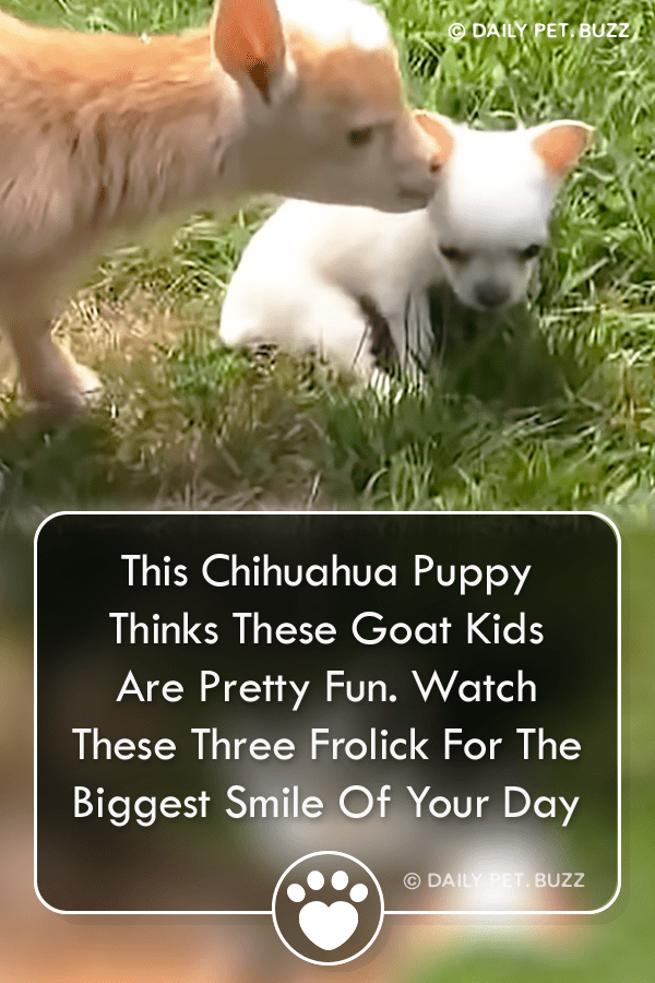 This Chihuahua Puppy Thinks These Goat Kids Are Pretty Fun. Watch These Three Frolic For The Biggest Smile Of Your Day