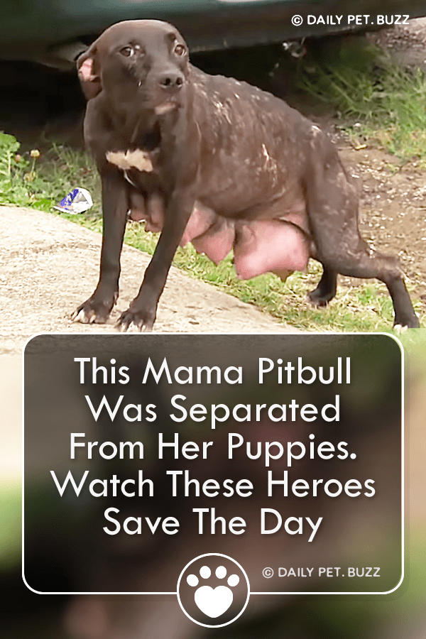 This Mama Pitbull Was Separated From Her Puppies. Watch These Heroes Save The Day