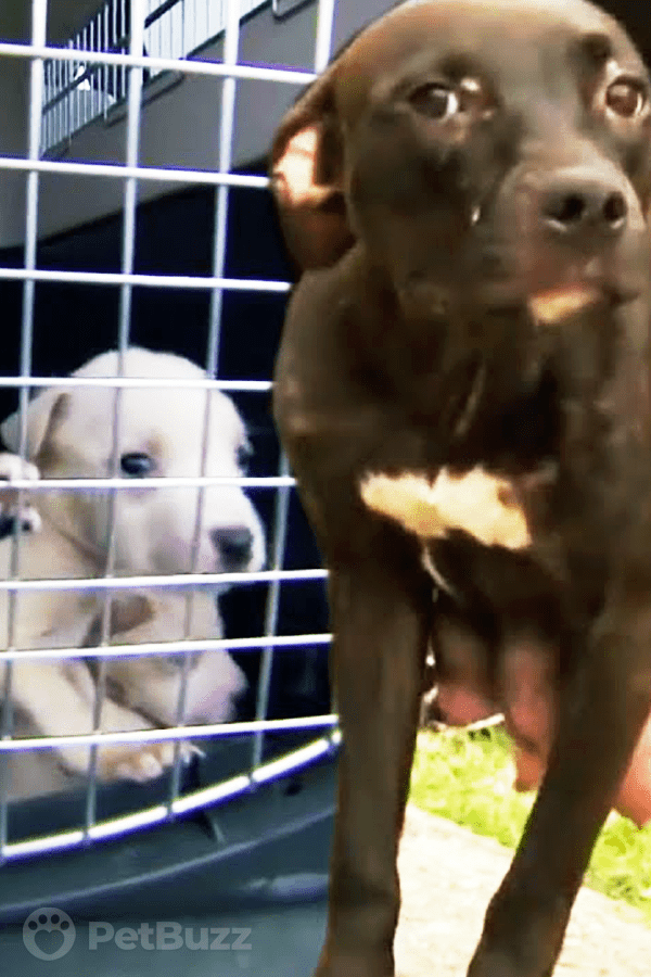 40247-Pinset-This-Mama-Pitbull-Was-Separated-From-Her-Puppies.-Watch-These-Heroes-Save-The-Day
