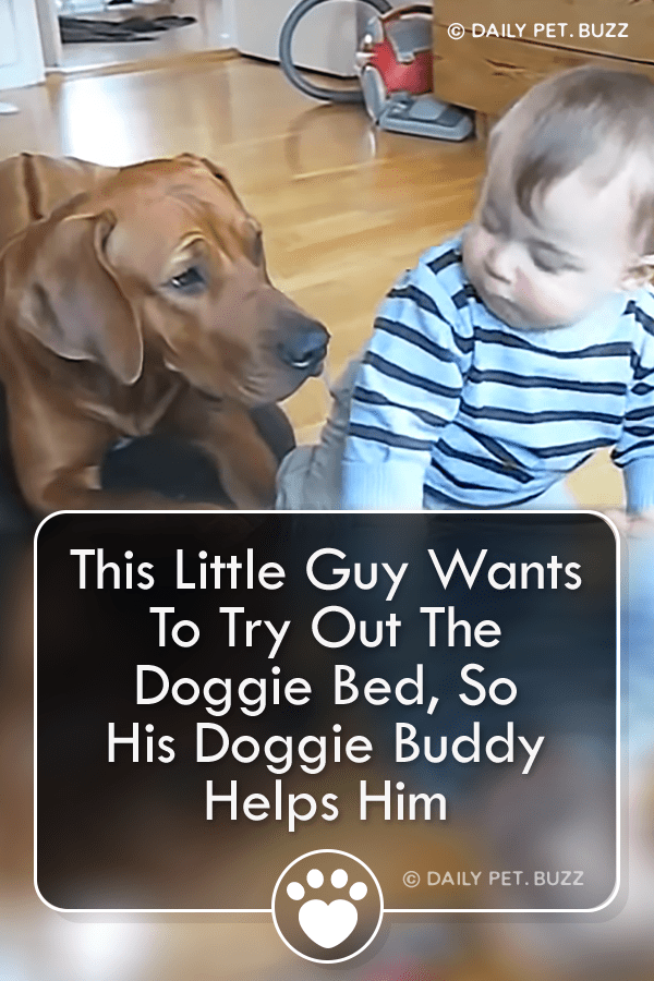 This Little Guy Wants To Try Out The Doggie Bed, So His Doggie Buddy Helps Him