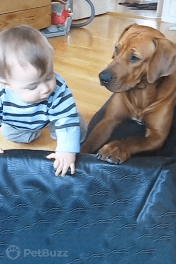 43445-Pinset-This-Little-Guy-Wants-To-Try-Out-The-Doggie-Bed,-So-His-Doggie-Buddy-Helps-Him