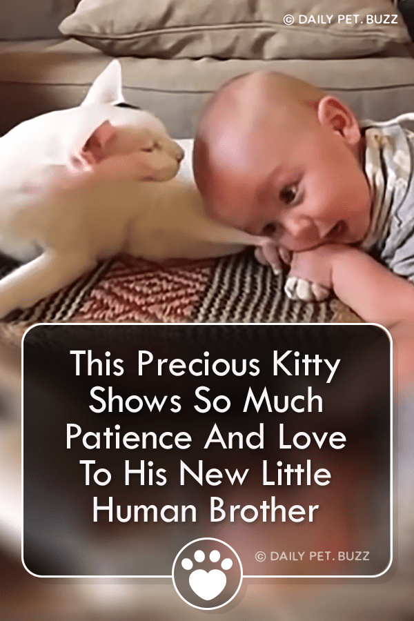This Precious Kitty Shows So Much Patience And Love To His New Little Human Brother