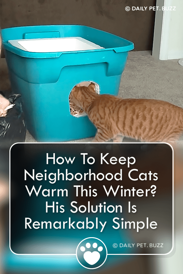 How To Keep Neighborhood Cats Warm This Winter? His Solution Is Remarkably Simple