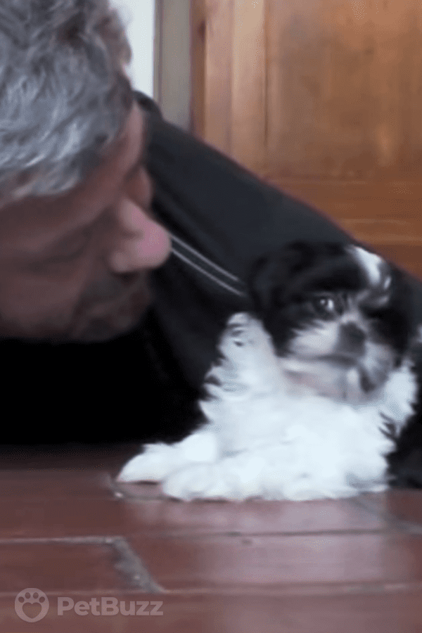 8160-Pinset-This-Adorable-Shih-Tzu-Puppy-Playing-With-Her-New-Pet-Dad-Is-The-Best-Thing-You-Will-See-Today