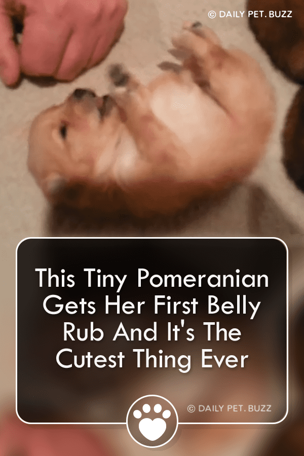 This Tiny Pomeranian Gets Her First Belly Rub And It\'s The Cutest Thing Ever