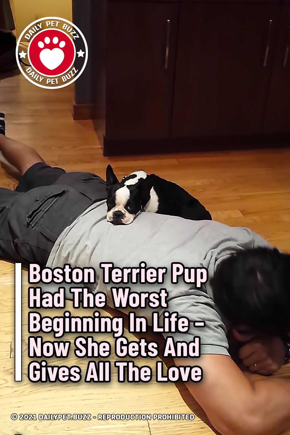 Boston Terrier Pup Had The Worst Beginning In Life – Now She Gets And Gives All The Love