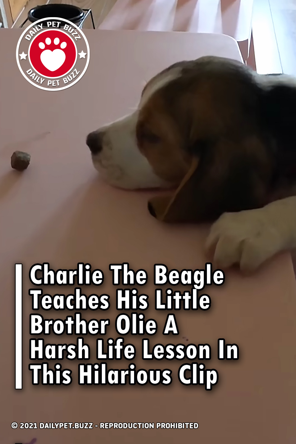 Charlie The Beagle Teaches His Little Brother Olie A Harsh Life Lesson In This Hilarious Clip