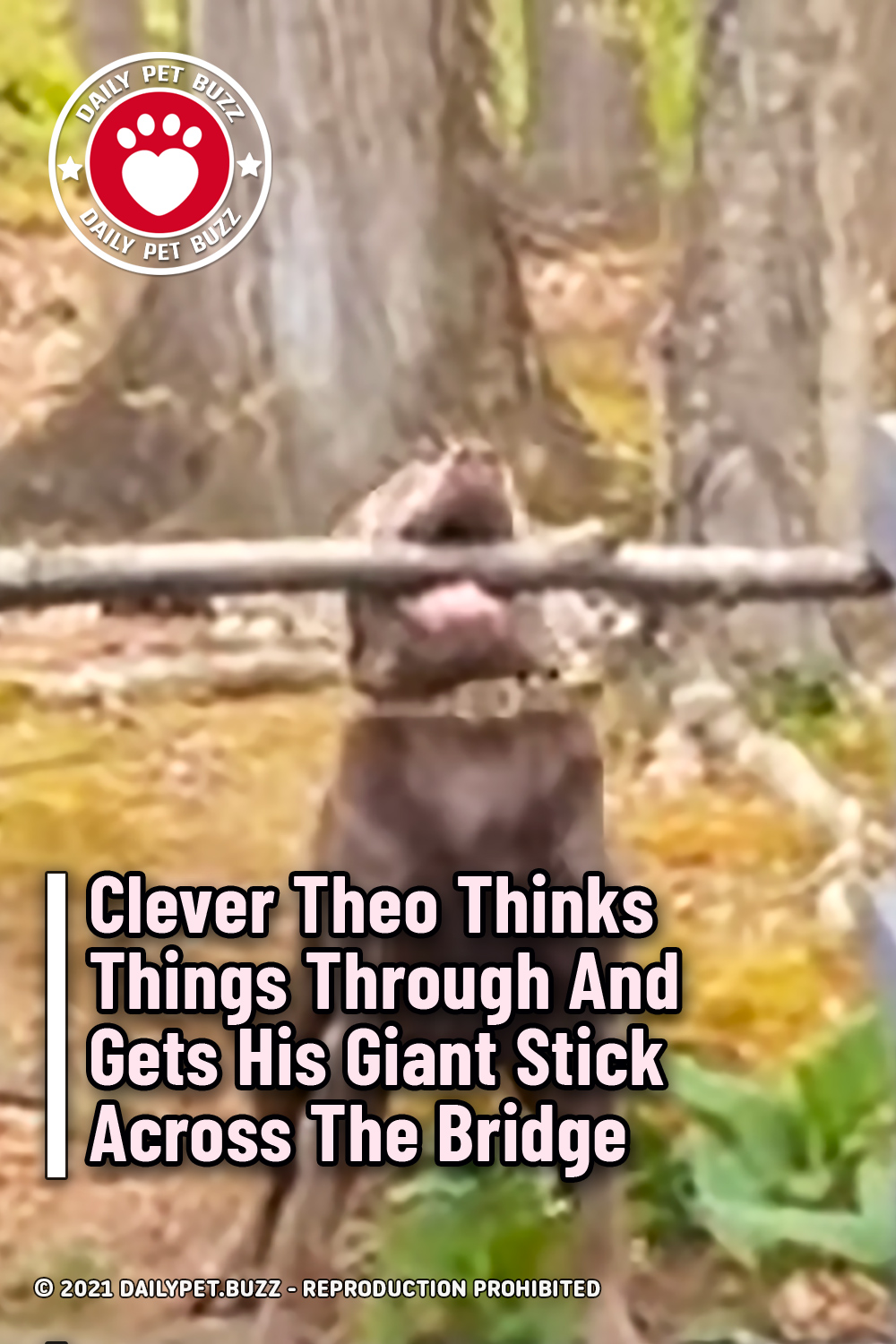 Clever Theo Thinks Things Through And Gets His Giant Stick Across The Bridge