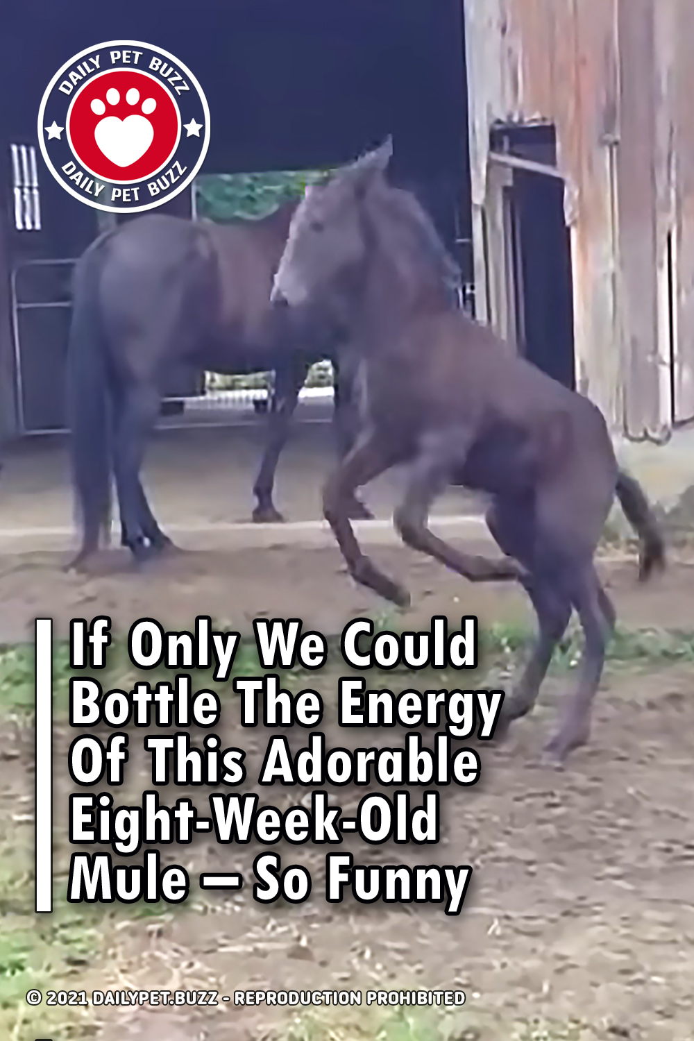If Only We Could Bottle The Energy Of This Adorable Eight-Week-Old Mule – So Funny