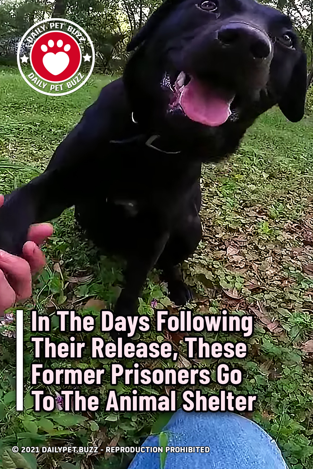 In The Days Following Their Release, These Former Prisoners Go To The Animal Shelter