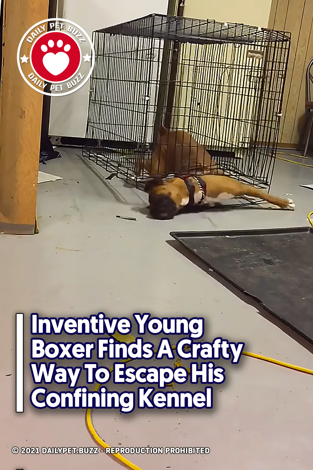 Inventive Young Boxer Finds A Crafty Way To Escape His Confining Kennel