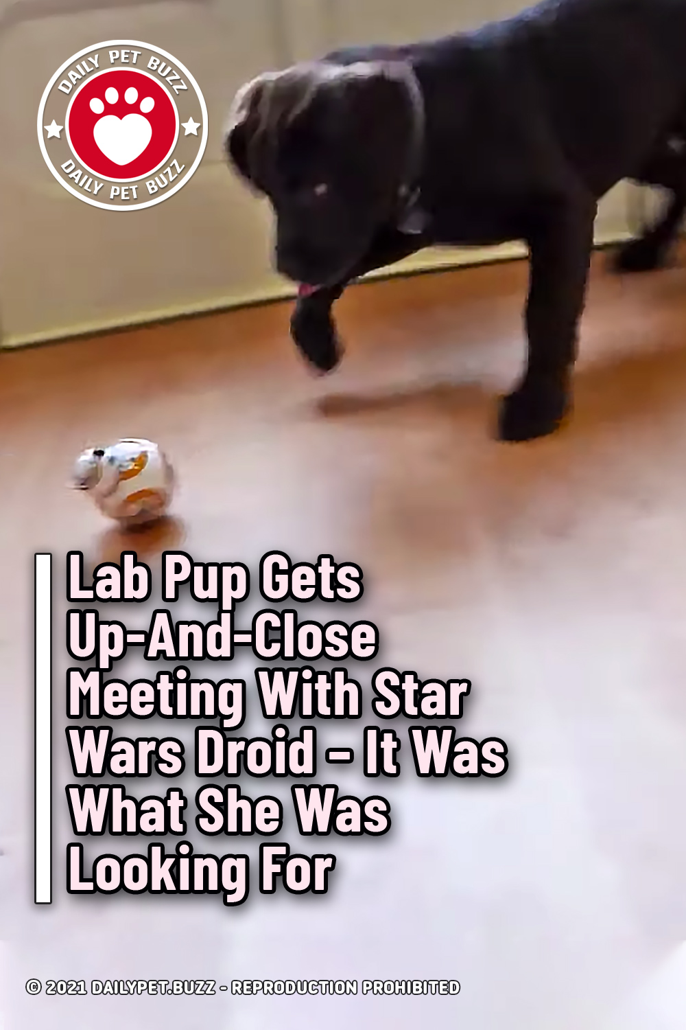 Lab Pup Gets Up-And-Close Meeting With Star Wars Droid. It Was What She Was Looking For