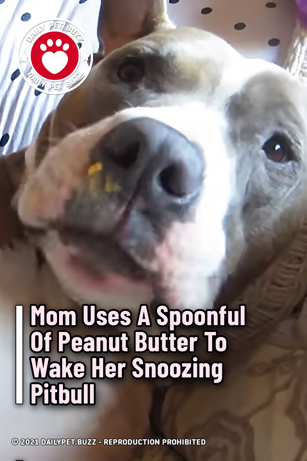 Mom Uses A Spoonful Of Peanut Butter To Wake Her Snoozing Pitbull