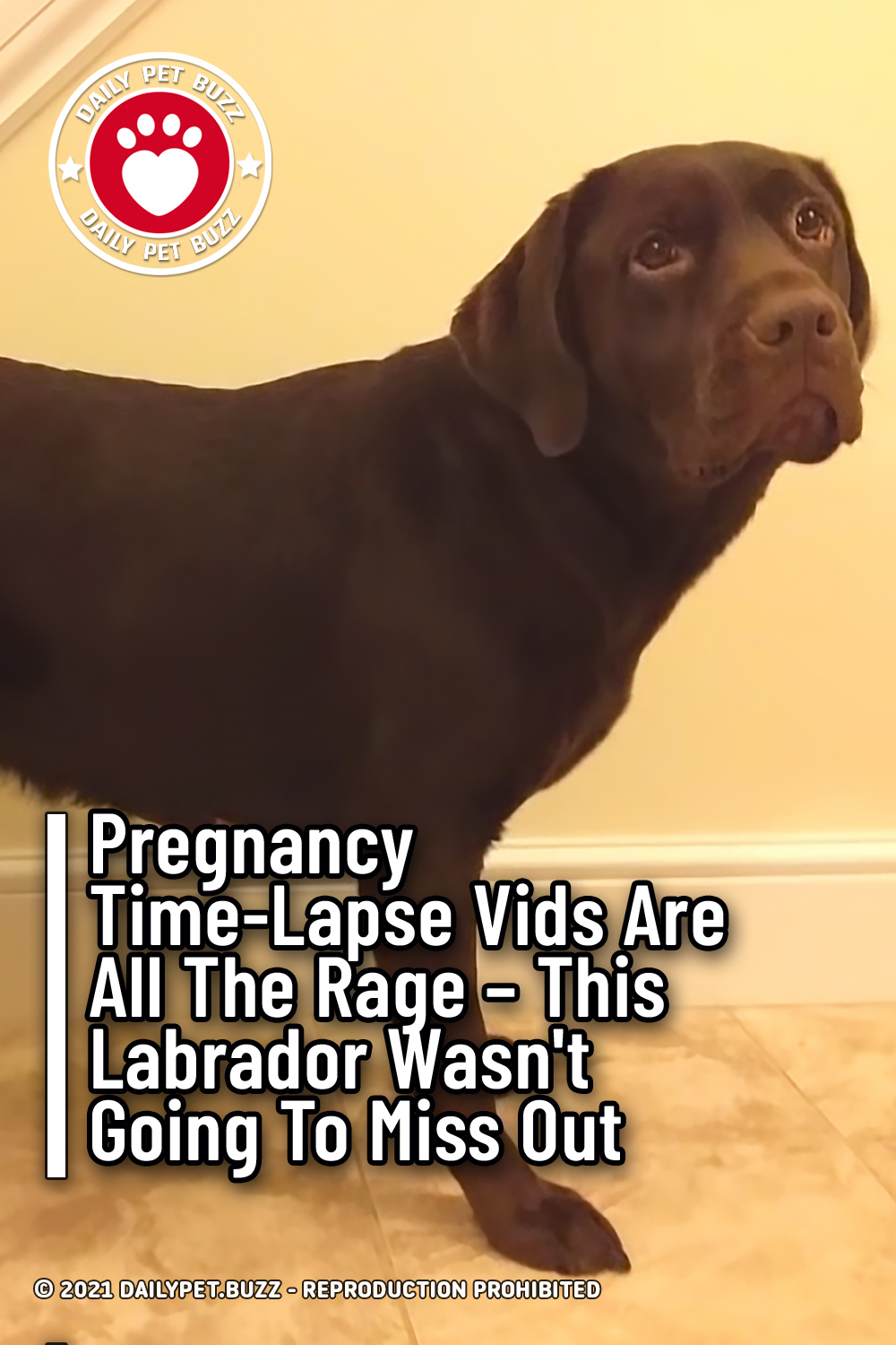 Pregnancy Time-Lapse Vids Are All The Rage – This Labrador Wasn\'t Going To Miss Out