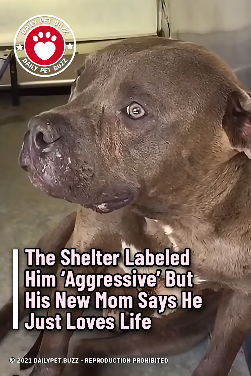The Shelter Labeled Him \'Aggressive\' But His New Mom Says He Just Loves Life