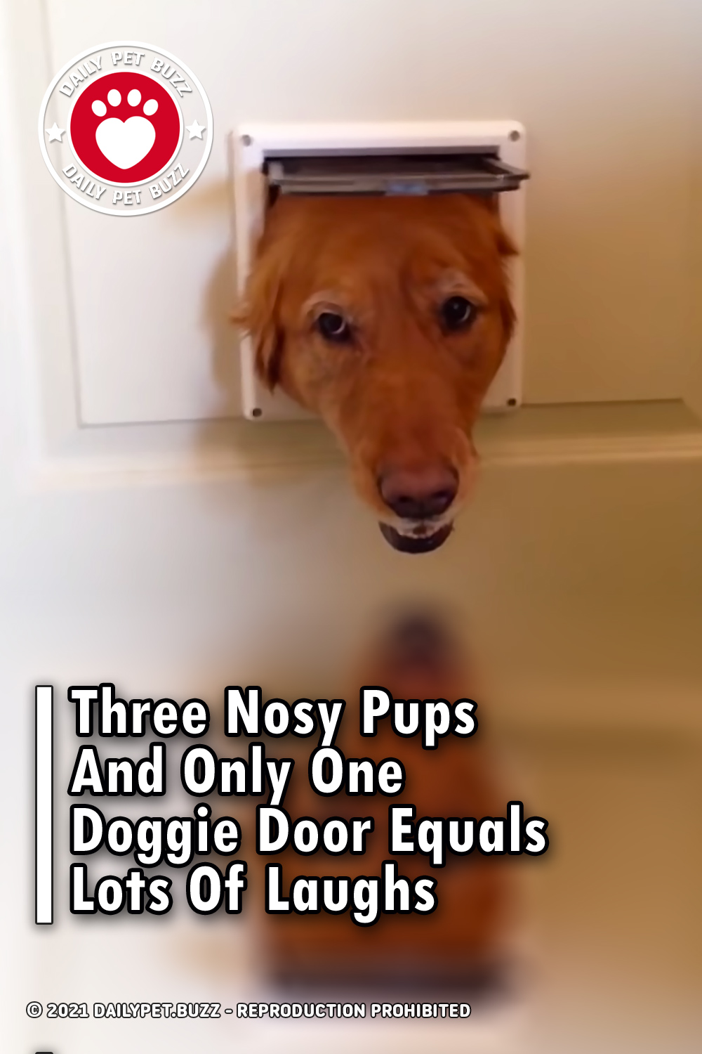 Three Nosy Pups And Only One Doggie Door Equals Lots Of Laughs