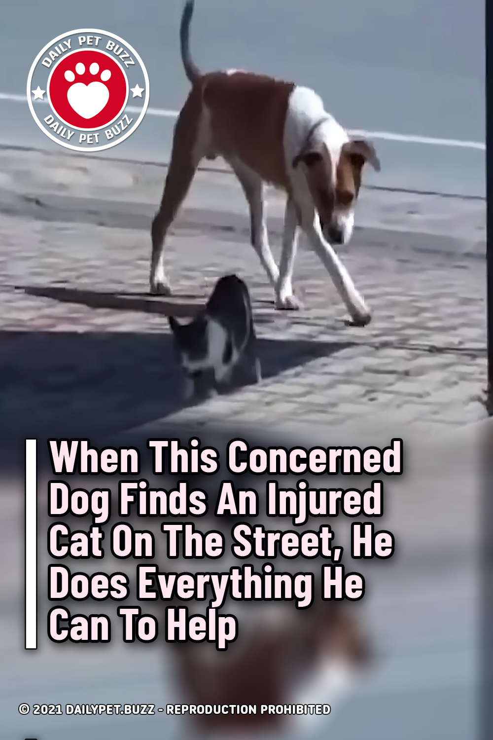 When This Concerned Dog Finds An Injured Cat On The Street, He Does Everything He Can To Help