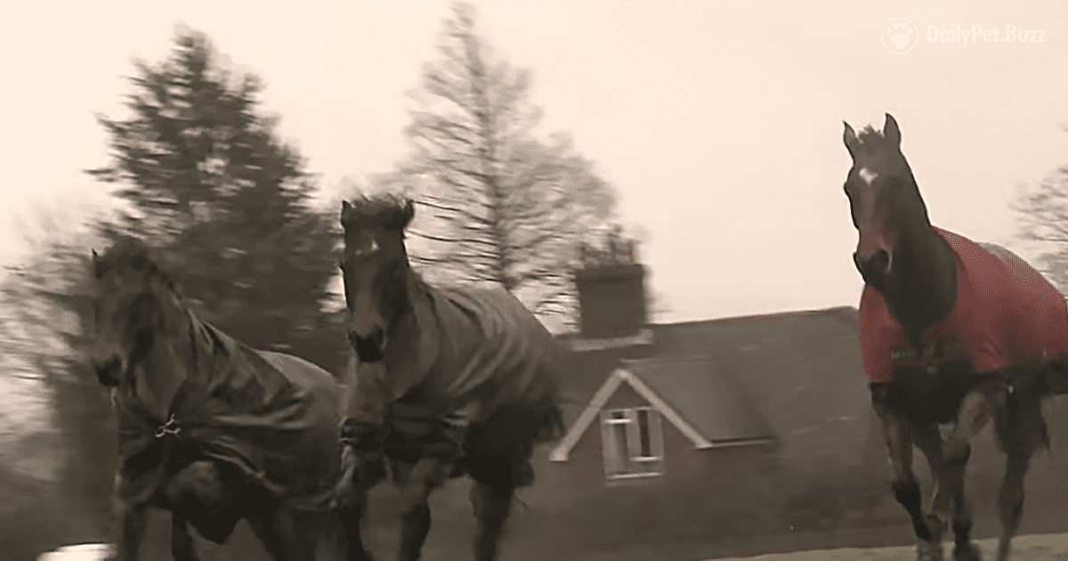 Touching Reunion of Horses Who Had Been Separated for Years