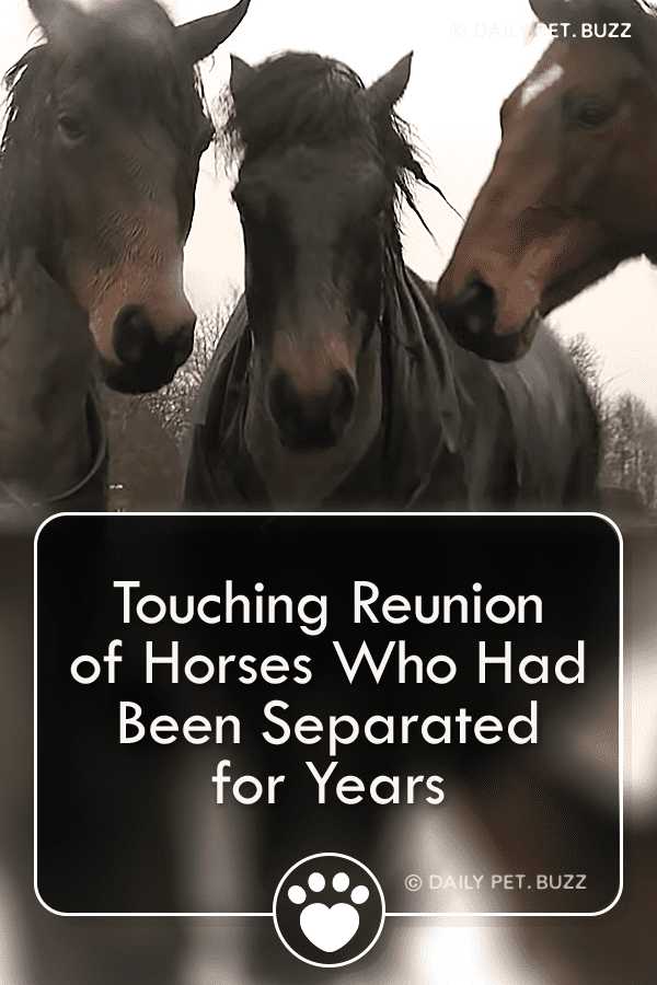 Touching Reunion of Horses Who Had Been Separated for Years