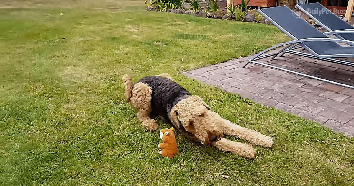 Airedale Terrier Hilariously Argues With Himself via Chattermunk Toy