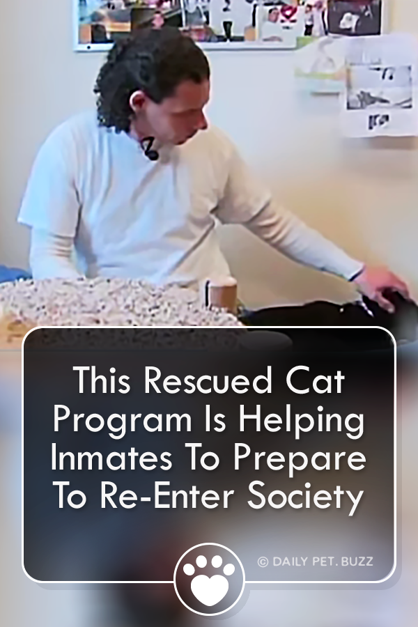 This Rescued Cat Program Is Helping Inmates To Prepare To Re-Enter Society
