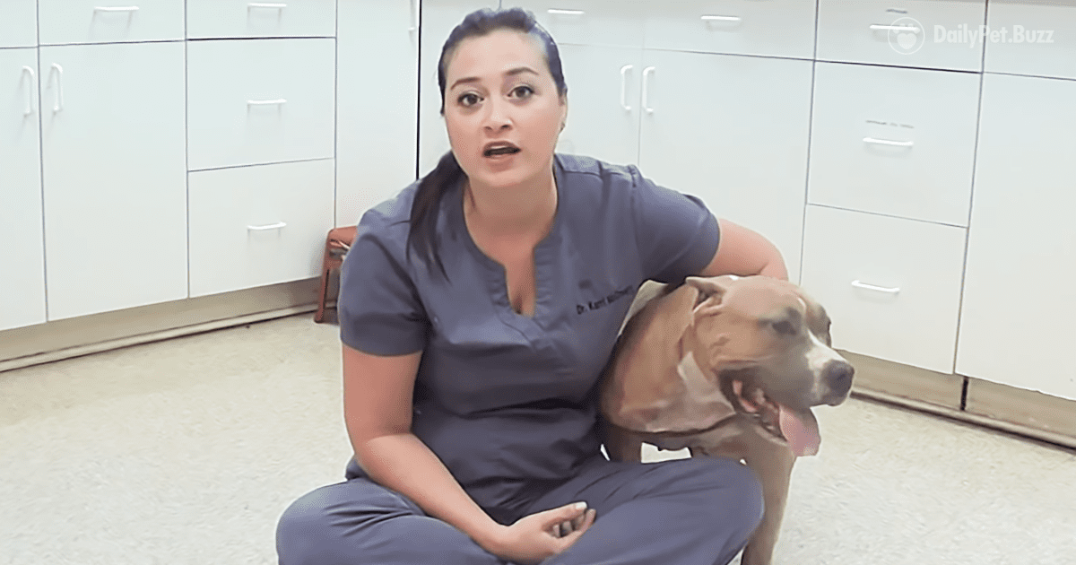 When A Family Moved Away, They Left Their Dog Behind – Thankfully These Kind People Found Her