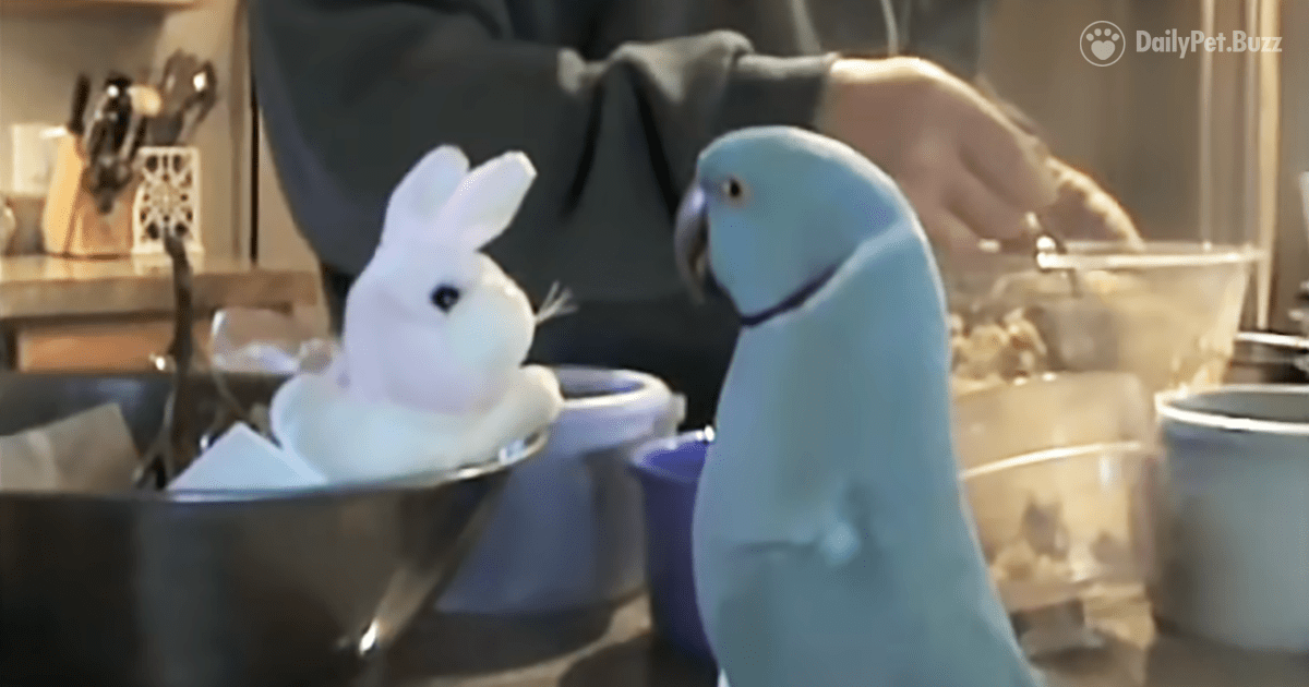 This Gorgeous Parrot Gets A New Stuffed Bunny And You Will Love What He Says To His Parents