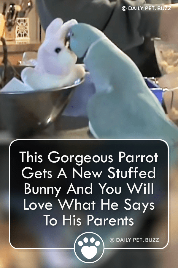 This Gorgeous Parrot Gets A New Stuffed Bunny And You Will Love What He Says To His Parents
