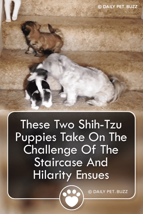 These Two Shih-Tzu Puppies Take On The Challenge Of The Staircase And Hilarity Ensues