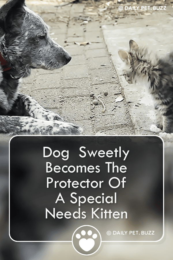 Dog Sweetly Becomes The Protector Of A Special Needs Kitten