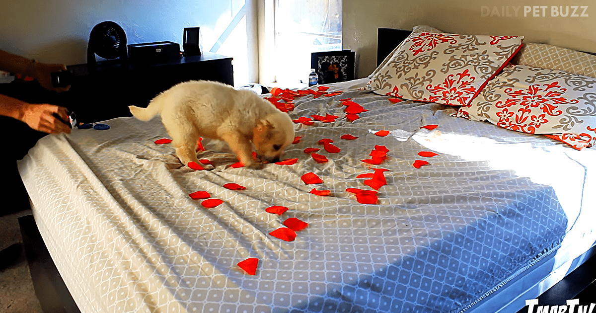 There Are So Many Reasons That This Valentine Video Is The Best – Cooper The Cute Puppy Is One