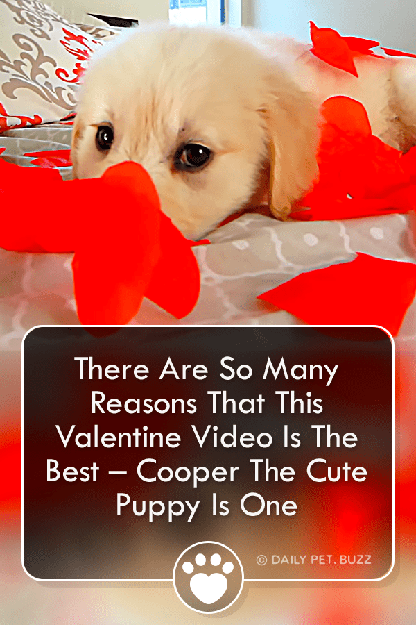 There Are So Many Reasons That This Valentine Video Is The Best – Cooper The Cute Puppy Is One