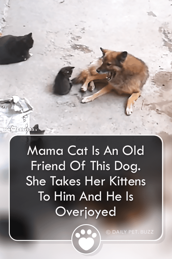 Mama Cat Is An Old Friend Of This Dog. She Takes Her Kittens To Him And He Is Overjoyed