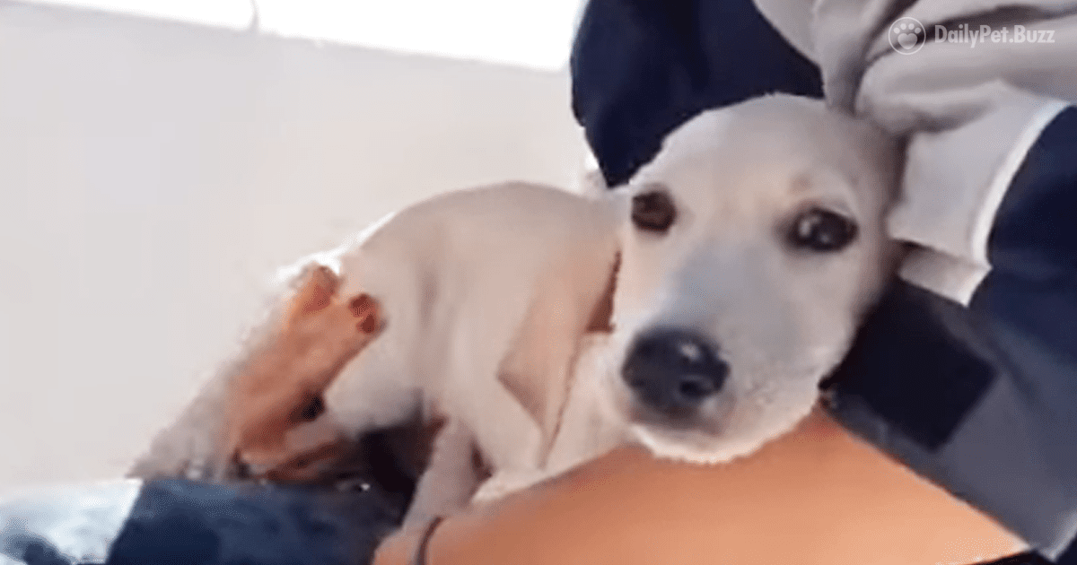 A Day out Sailing Led to Saving a Precious Life out At Sea