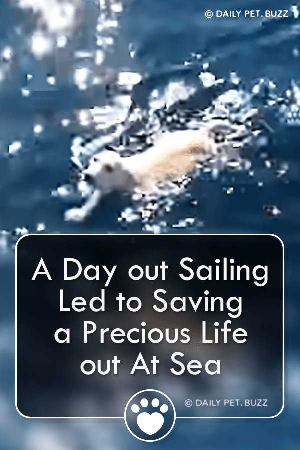 A Day out Sailing Led to Saving a Precious Life out At Sea
