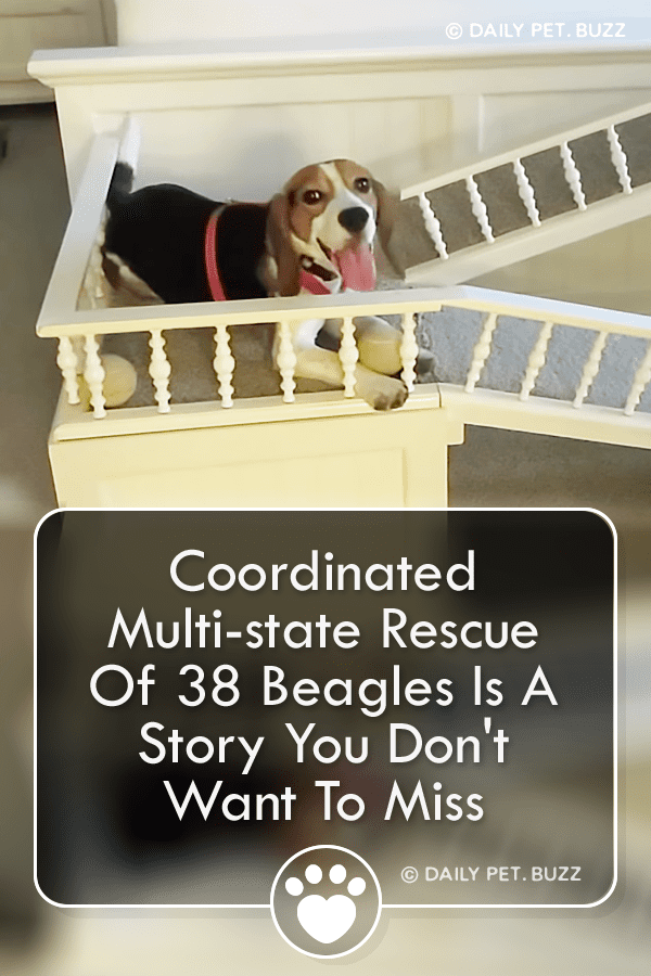 Coordinated Multi-State Rescue Of 38 Beagles Is A Story You Don\'t Want To Miss