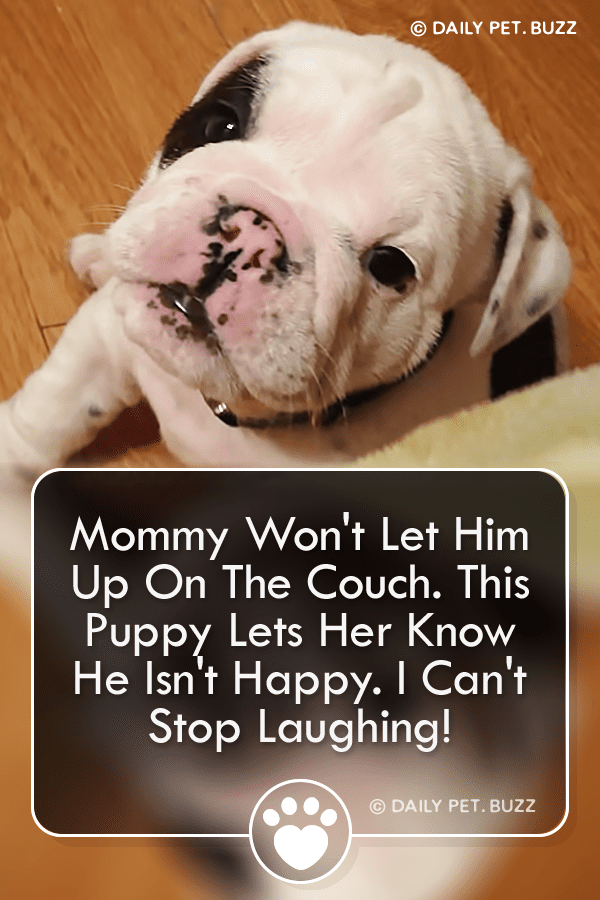 Mommy Won\'t Let Him Up On The Couch. This Puppy Lets Her Know He Isn\'t Happy. I Can\'t Stop Laughing!