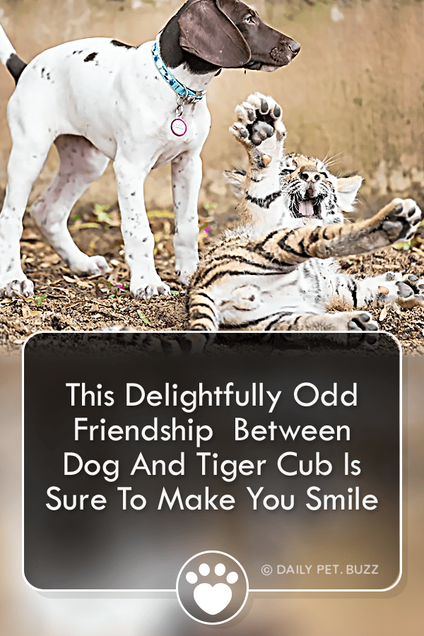 This Delightfully Odd Friendship  Between Dog And Tiger Cub Is Sure To Make You Smile