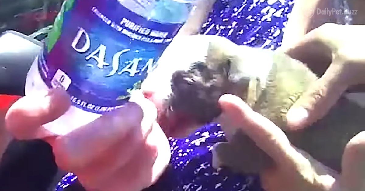 Watch These Hero Police Officers Save A Very Tiny Puppy From A Hot, Parked Car