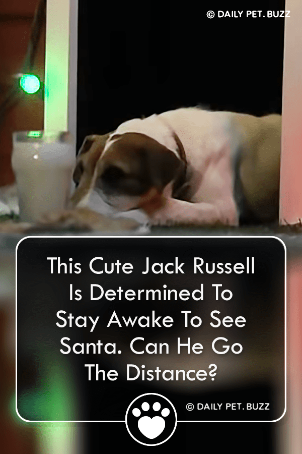 This Cute Jack Russell Is Determined To Stay Awake To See Santa. Can He Go The Distance?