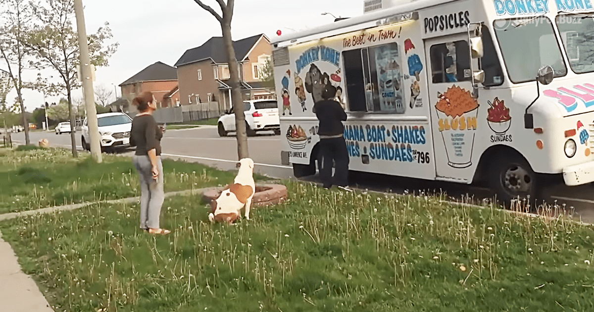 Pit Bull Patiently Waits His Turn At Ice Cream Truck To Get His Treat – What a Good Boy