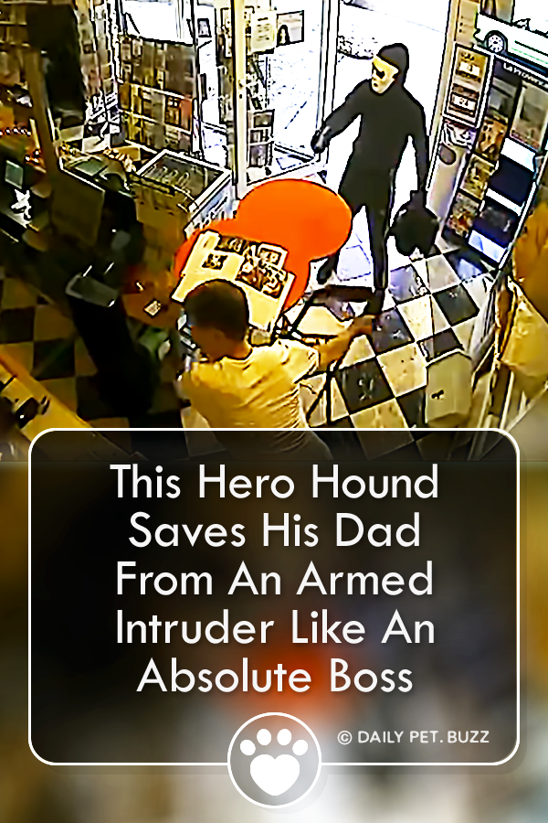 This Hero Hound Saves His Dad From An Armed Intruder Like An Absolute Boss