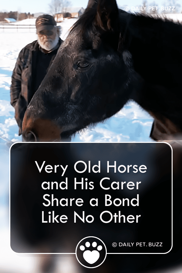 Very Old Horse and His Carer Share a Bond Like No Other