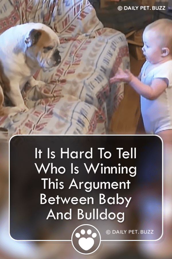 It Is Hard To Tell Who Is Winning This Argument Between Baby And Bulldog