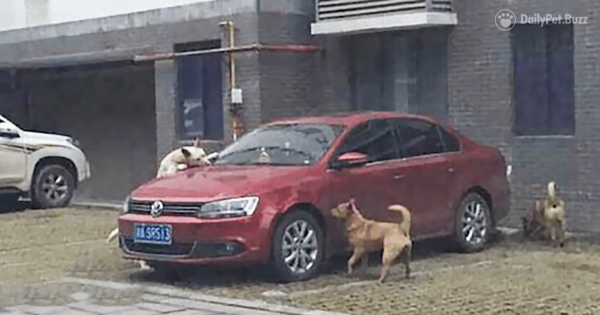 Man Literally Kicks A Dog Out Of His Parking Space, But Dog And Friends Get Even With Him