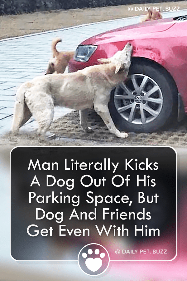 Man Literally Kicks A Dog Out Of His Parking Space, But Dog And Friends Get Even With Him