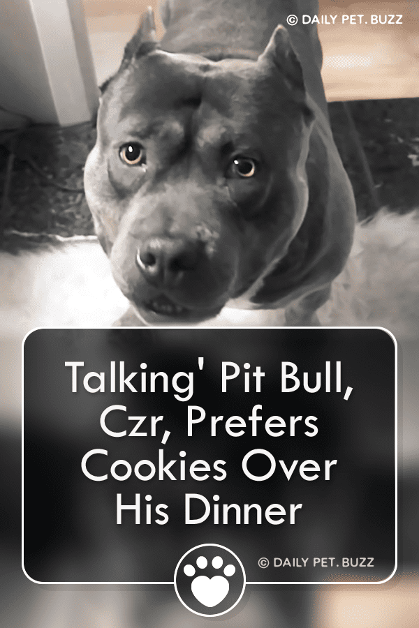 \'Talking\' Pit Bull, Czr, Prefers Cookies Over His Dinner