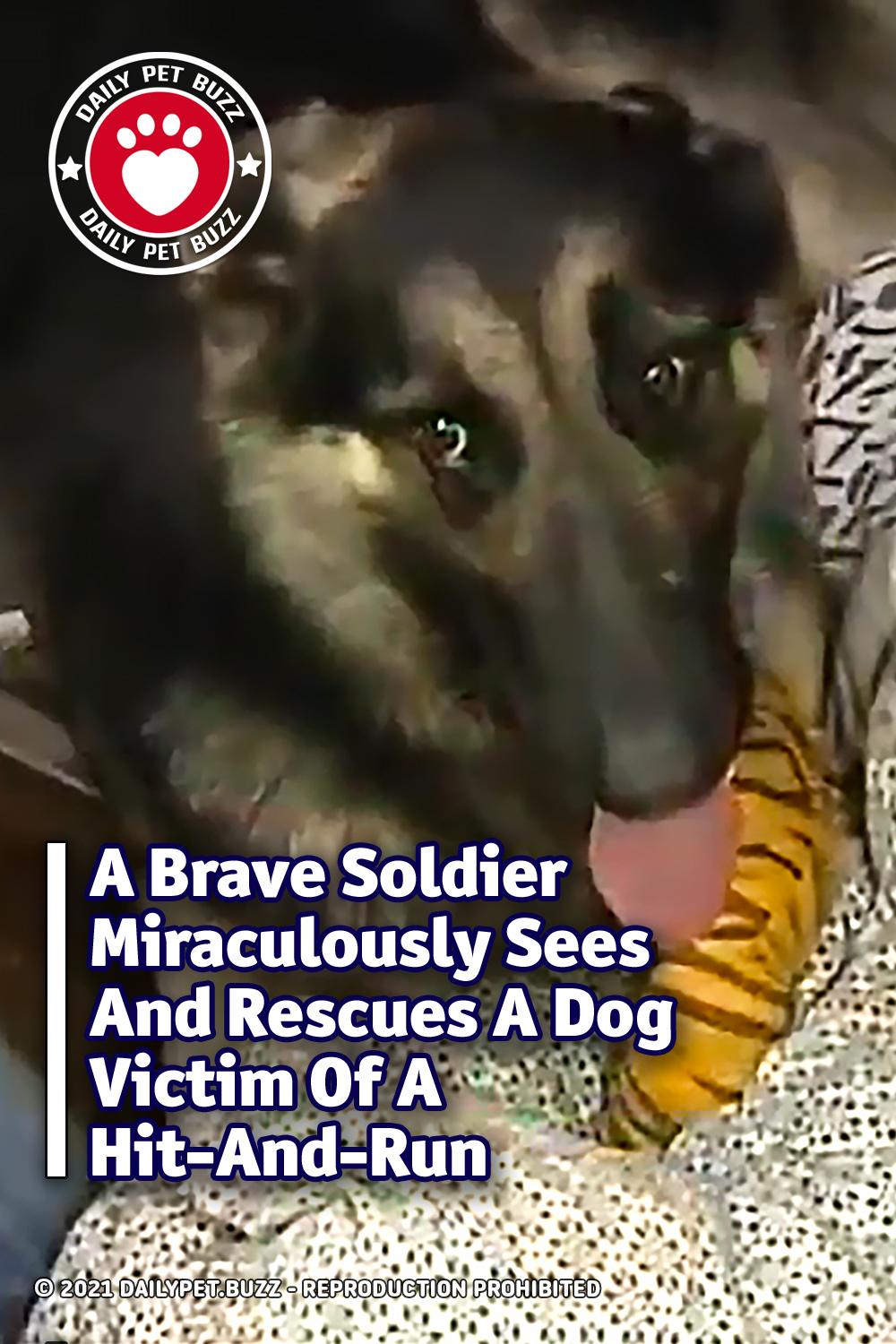 A Brave Soldier Miraculously Sees And Rescues A Dog Victim Of A Hit-And-Run