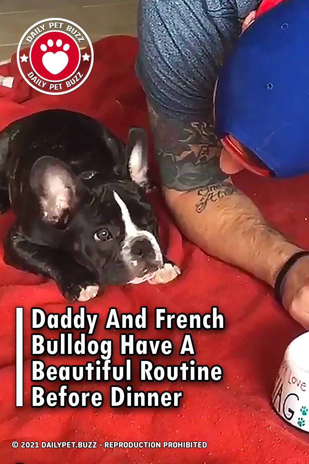 Daddy And French Bulldog Have A Beautiful Routine Before Dinner